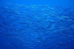 Fuerteventura - Canary Islands. Shoal.